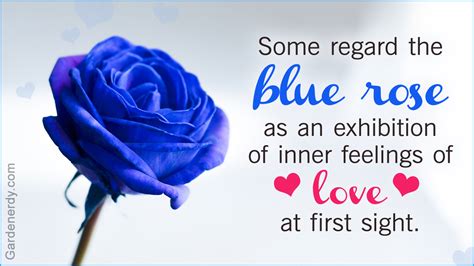 Flower Meanings, Color Meanings, Blue Rose Meaning, Blue Flower Tattoos, Flower Poem, Blue Roses ...