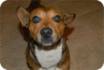 Georgie | Adopted Dog | Murfreesboro, TN | Corgi/Miniature Pinscher Mix