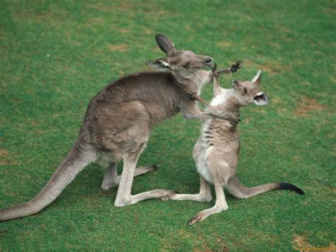 🔥 [40+] Baby Kangaroo Wallpapers | WallpaperSafari