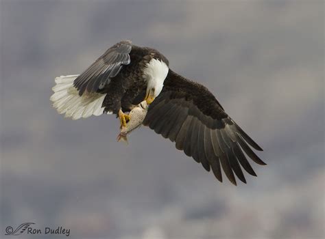 Bald Eagle Eating A Fish On The Fly – Feathered Photography