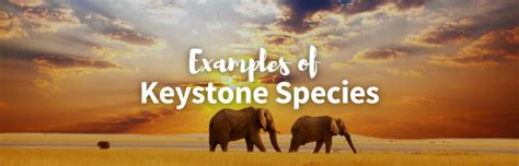 10 Keystone Species Examples and the Important Role they Play in Every Ecosystem