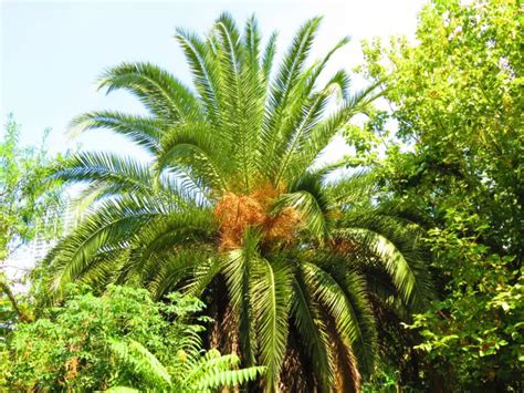 15 Large Florida Palm Trees - Garden Lovers Club