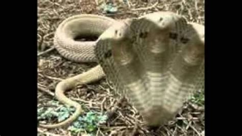 Unbelievable Things 3 Headed Snake