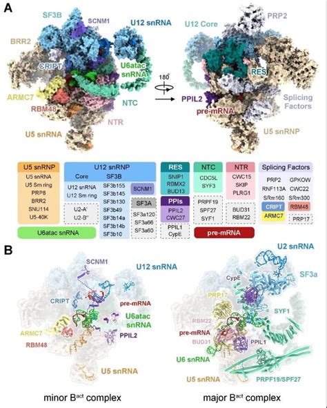 World's 1st electron microscopic structure of a human-derived secondary spliceosome