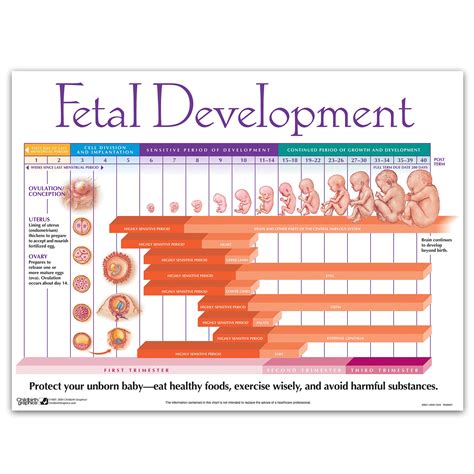 Pregnancy Stages Pregnancy Calendar Fetal Development Month By Month: A Visual Reference of ...