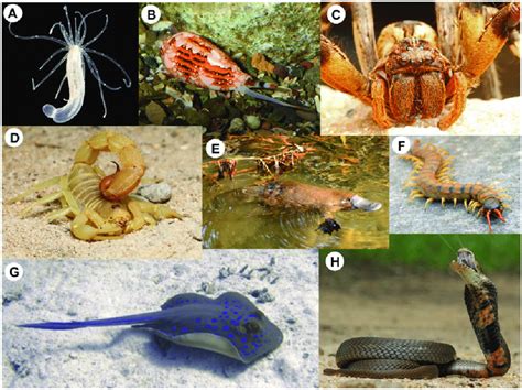 Diversity of venomous animals and their venom apparatuses. (A) The... | Download Scientific Diagram