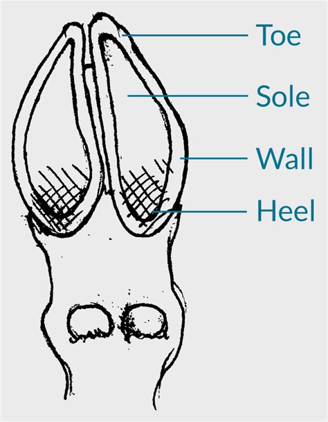 How To Trim Goat Hooves and Use Habitat Items to Provide Natural Maintenance | van H acres