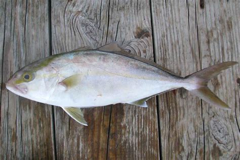 45 Greater Amberjack Facts: Description, Size, Record, More - SeaFish