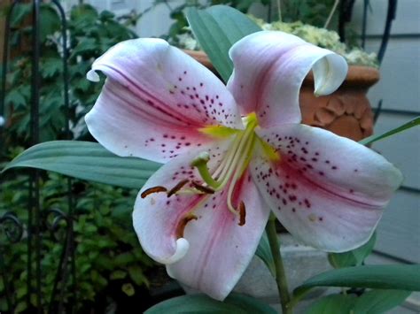 Flower Homes: Asiatic Lily Flowers