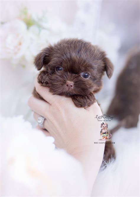 45+ Teacup Maltese Shih Tzu Puppies - l2sanpiero