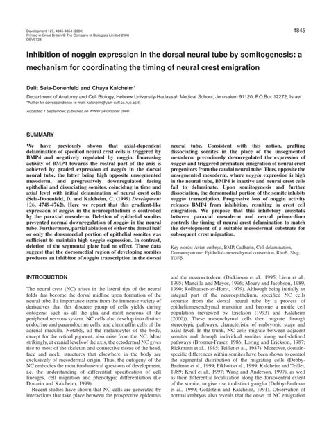 (PDF) Inhibition of noggin expression in the dorsal neural tube by somitogenesis: A mechanism ...