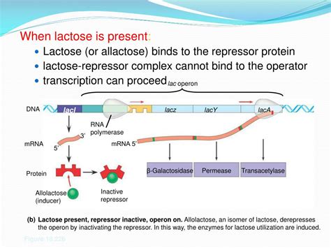 PPT - Gene Expression Regulation: The lac Operon PowerPoint Presentation - ID:3902068