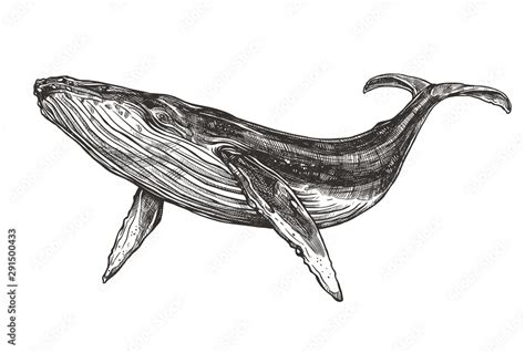 Humpback Whale Illustration