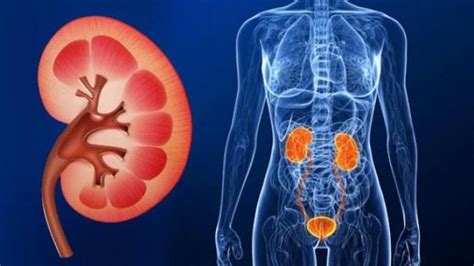 Sistem Ekskresi, Pengertian Ekskresi, Sekresi, dan Defekasi - Biologi Edukasi: Belajar Sains Biologi