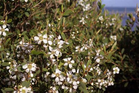 Leptospermum laevigatum - Coastal Tea-tree