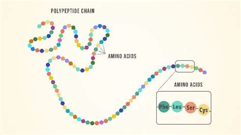 Essential Amino Acids: Chart, Abbreviations and Structure | Technology Networks