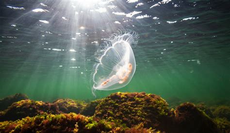 Giant phantom jellyfish spotted in Monterey Bay - Earth.com