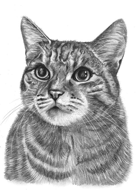 Cat Drawings by Angela of Pencil Sketch Portraits