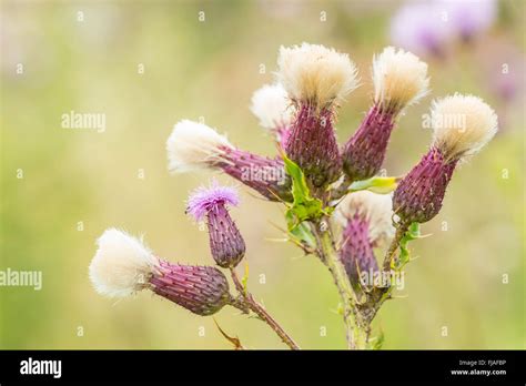 Flower heads of Creeping thistle (Cirsium arvense Stock Photo - Alamy