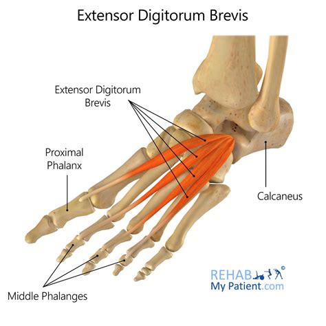 Extensor Digitorum Brevis | Rehab My Patient