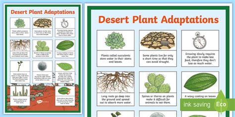 Desert Plant Adaptations Display Poster - Teaching Resource