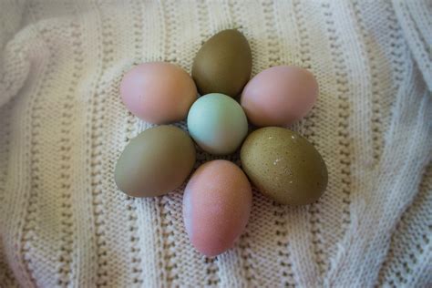 Olive Egger eggs ( 1st-3rd generation eggs) - Cackle Hatchery