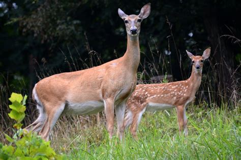 Baby Deer Mother Stock Photos - Download 1,654 Royalty Free Photos