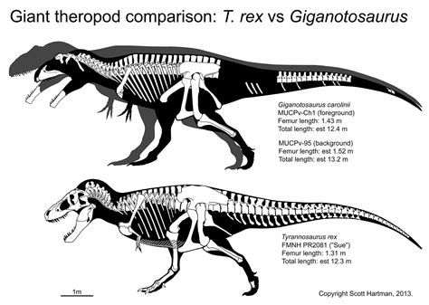 Giant theropods: North vs SouthScott Hartman's Skeletal Drawing.com