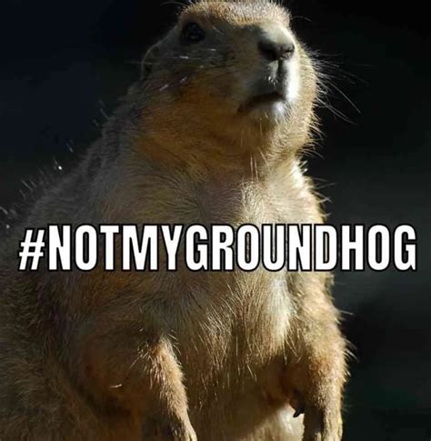 The Funniest 2024 Groundhog Day Memes to Share - Lola Lambchops