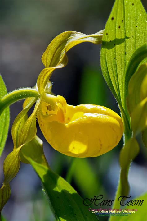 Canadian Nature Visions | Yellow Lady's-slipper Orchid