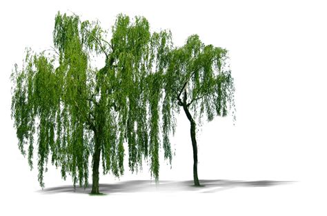 Plant Weeping Willow Tree Trees Computer File Transparent HQ PNG Download | FreePNGImg