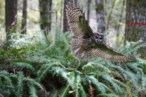 Northern spotted owl uplisting to ‘endangered’ on pause | KOIN.com