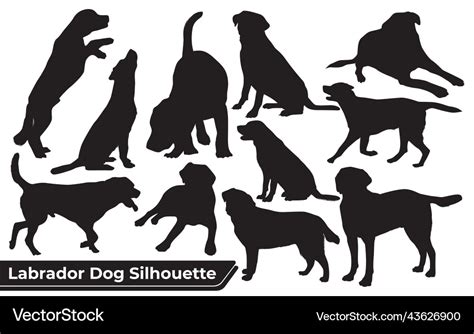 Collection of animal labrador dog in different Vector Image