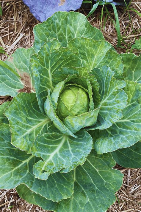 13 Frost Tolerant Vegetables to Keep Your Garden in a Flourishing Frenzy - JustOKGardening