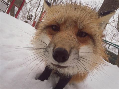 Fox Village In Japan Is Probably The Cutest Place On Earth | Bored Panda