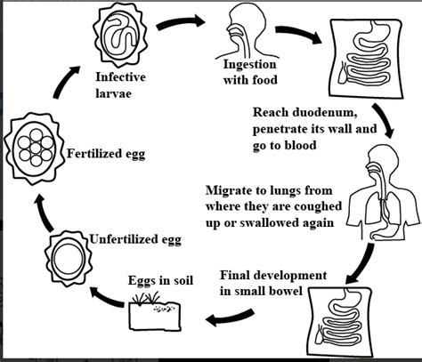 Ascaris Labeled Diagram