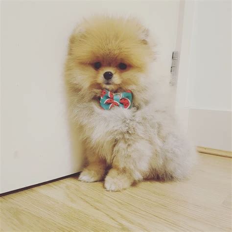 Pomeranian Dog Teddy Bear Cut