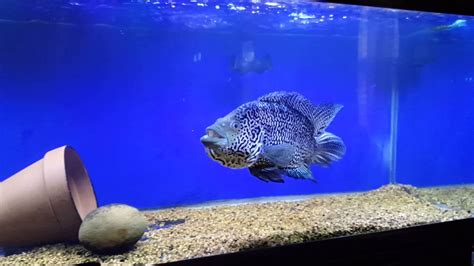 Jaguar Cichlid • Care Guide (Tank Setup, Mates & Diet)