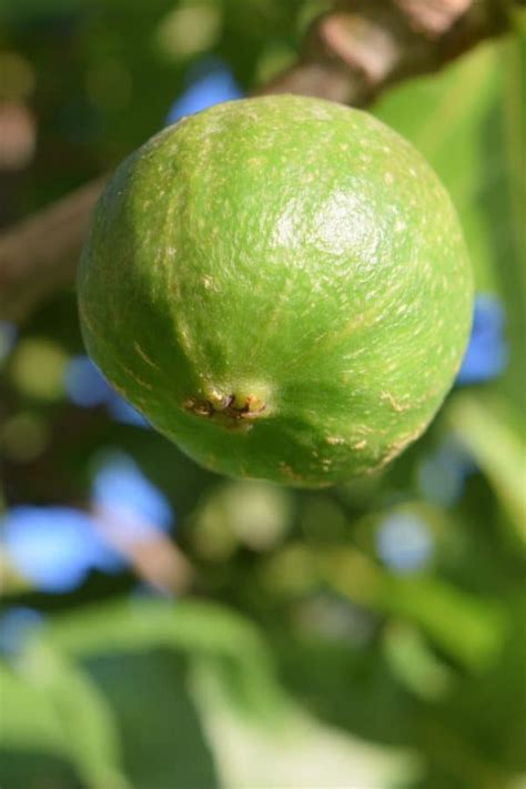 Free picture: fruit, leaf, nature, food, fig, tree, outdoor, green leaves