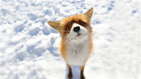 Cute Fox Wallpapers - Wallpaper Cave