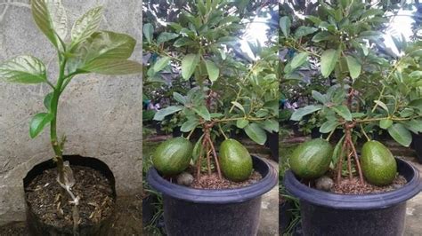 How to make Avocado Bonsai : care and maintenance - Times of Agriculture