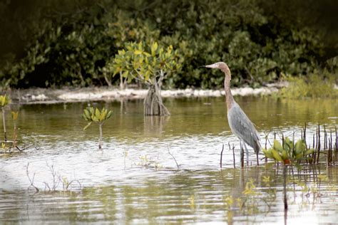 Free Images : nature, swamp, animal, river, pond, wildlife, green, reflection, peaceful, peace ...