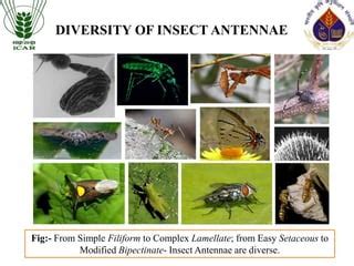 Insect Antennal Morphology-The Evolution of Diverse Solutions to ...