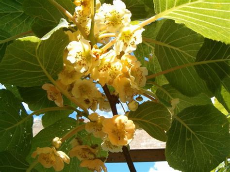 Actinidia | Actinidia flower, Garden Actinidia, Picture