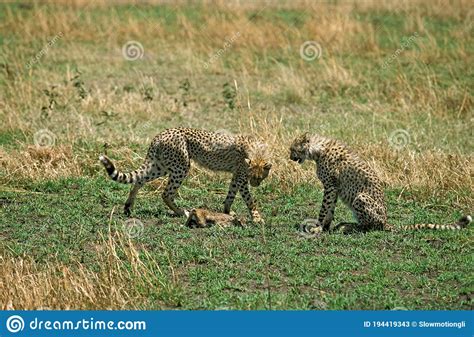 CHEETAH Acinonyx Jubatus, YOUNGS READY TO KILL a THOMSON`S GAZELLE FOAL, MASAI MARA PARK, KENYA ...