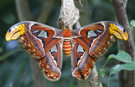 20 Moth Species More Beautiful Than Butterflies