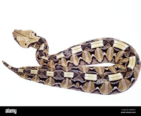 Gaboon viper Cut Out Stock Images & Pictures - Alamy