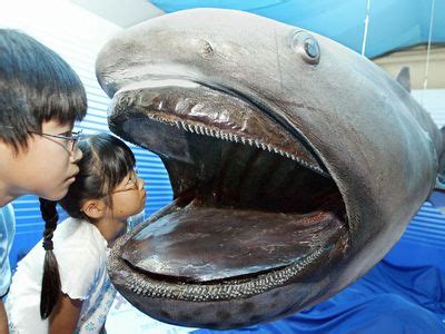 Megamouth shark | Size, Diet, & Facts | Britannica