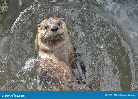 River Otter Swimming on His Back in a River Stock Photo - Image of wildlife, wild: 91051296