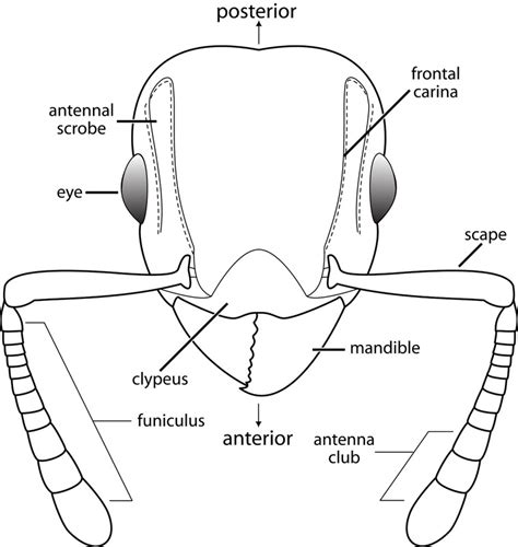 taxo4254 - Odontomachus rixosus